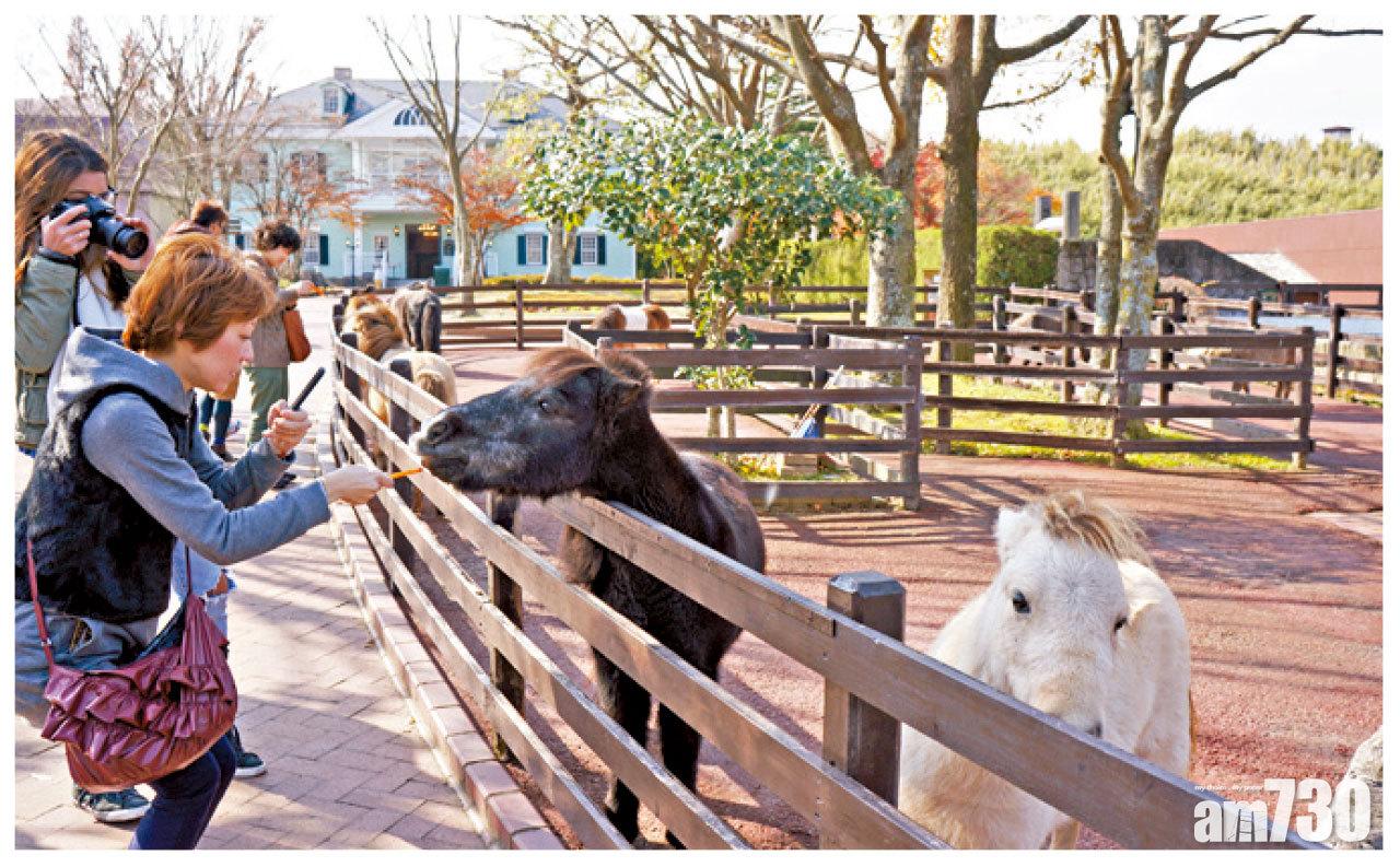 歐式洋房前的矮馬。