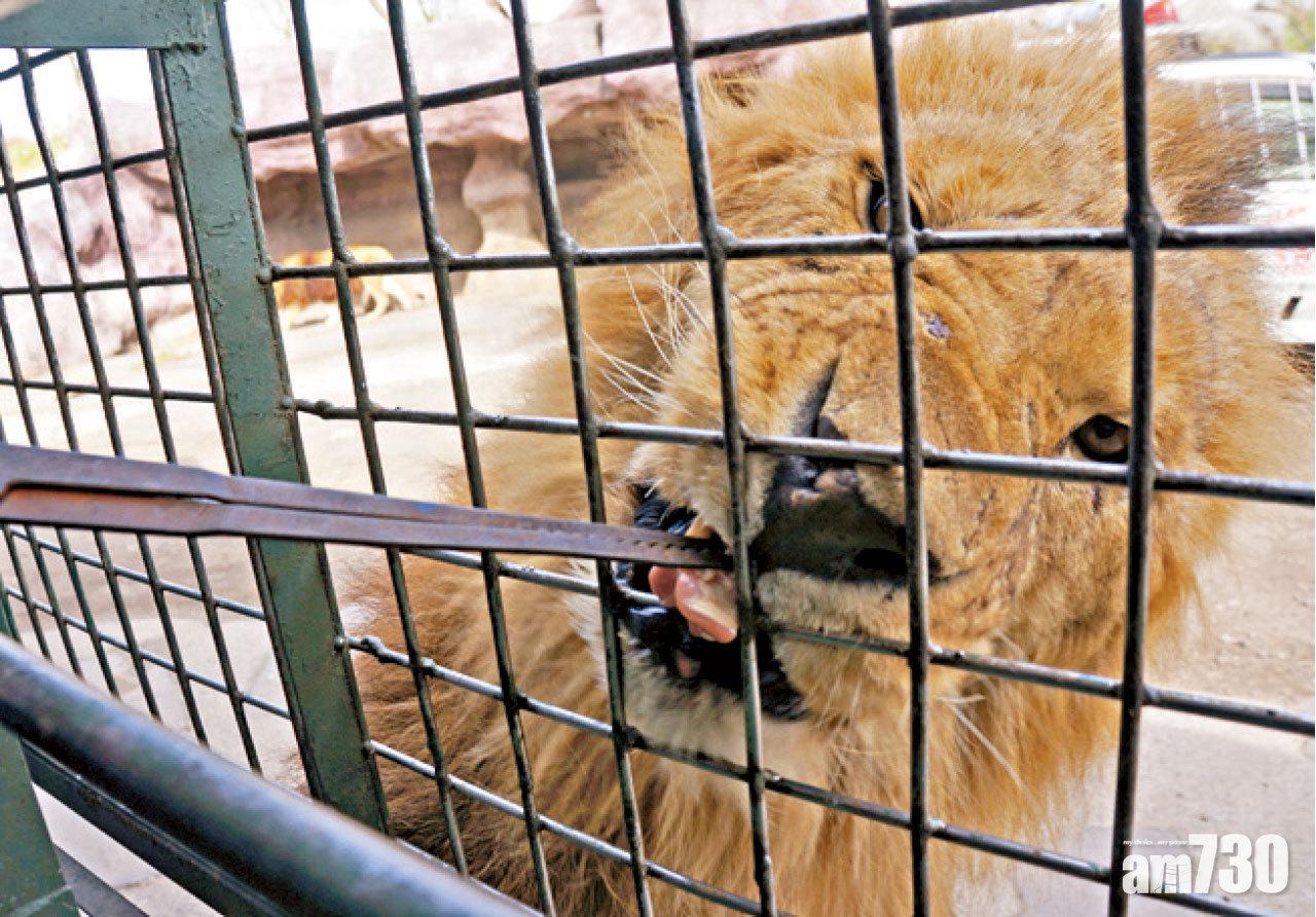 近距離餵獅子。