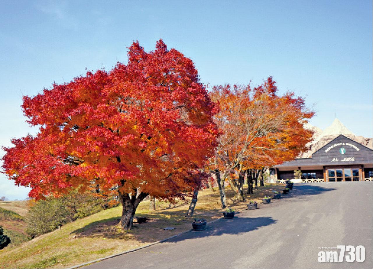 園內有多棵楓葉樹。