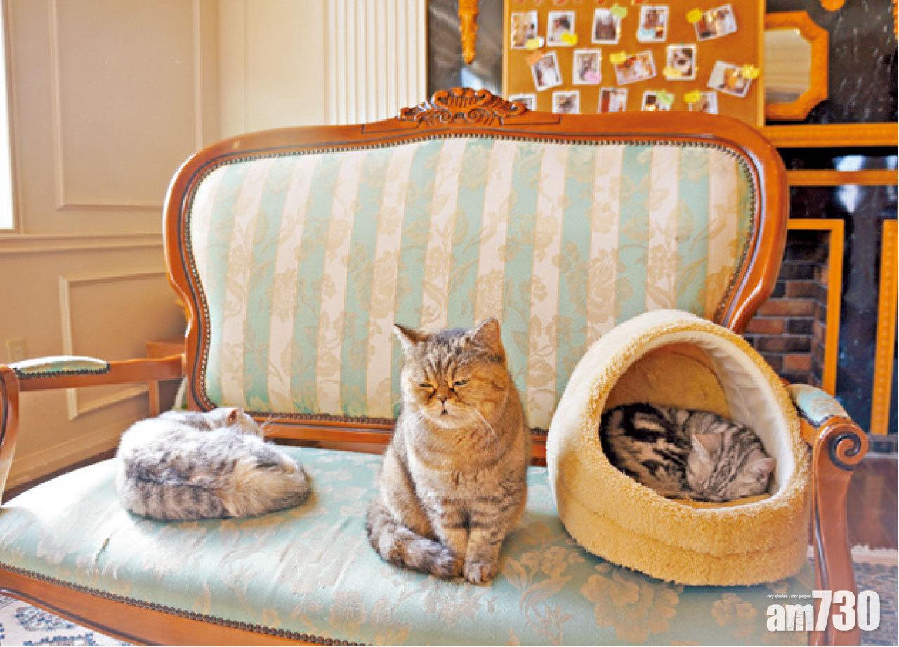 豪宅內住滿貓咪。