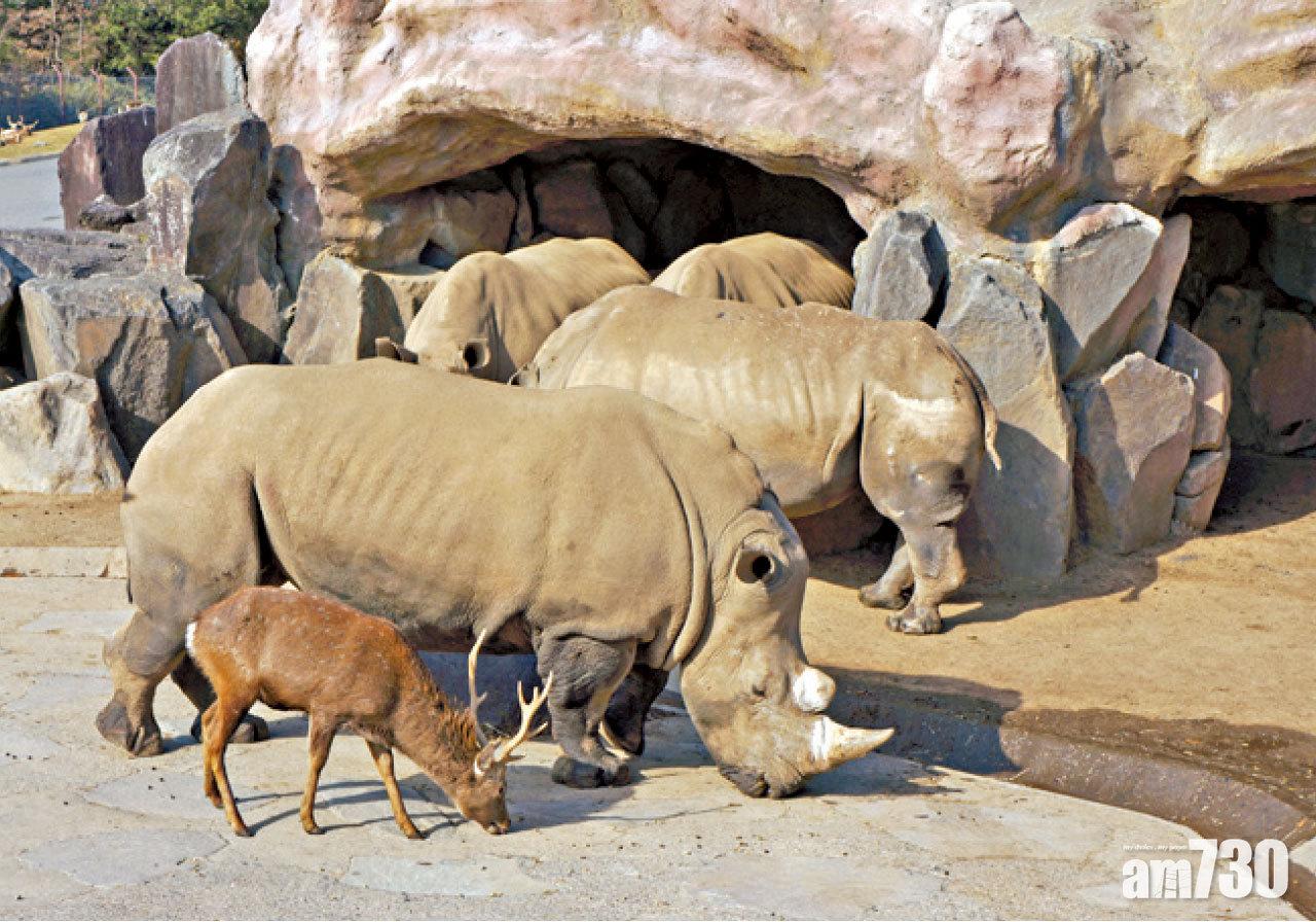犀牛與鹿都歸屬草食動物區。