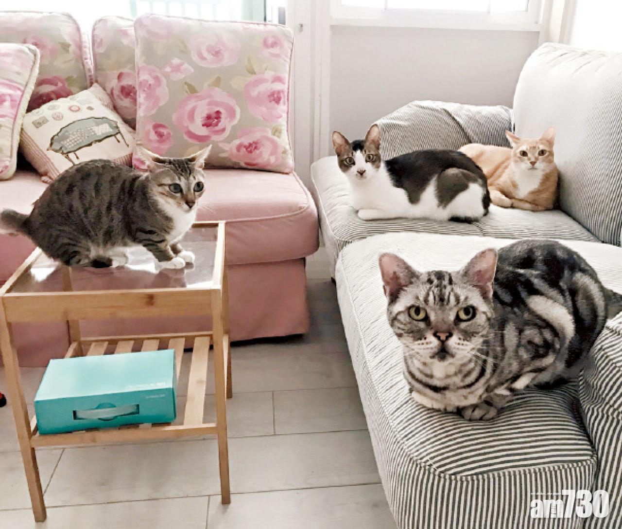 現在家中養有4隻貓,分別是汪仔(後一)、牛奶(後二)、糖糖(前一)及餅餅(左)。