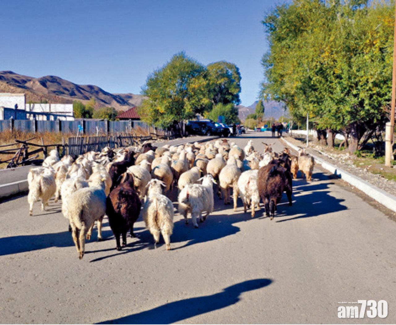途中偶然會遇上真正的牧民在放羊。