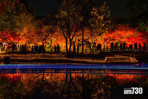 【7】花與光的共演
這個展區最特別的地方,就是它的燈飾會隨著季節盛開的花卉而改變, 11月至12月有紅葉,而2月至3月則有垂枝梅及河津櫻,3月至4月更有鬱金香。