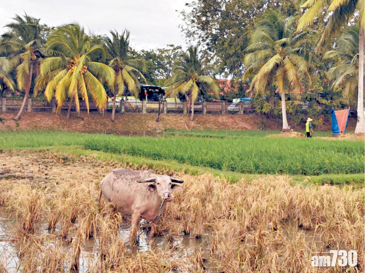 可愛水牛正在工作。