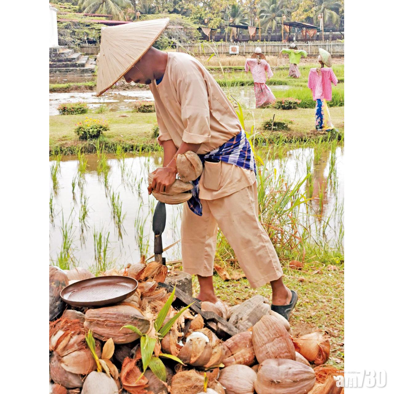 農夫示範用工具開椰子。