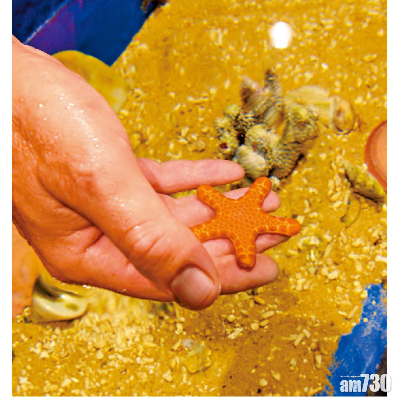 在工作人員指導下可把細小海洋生物拿上手,感受牠的活動及質感。