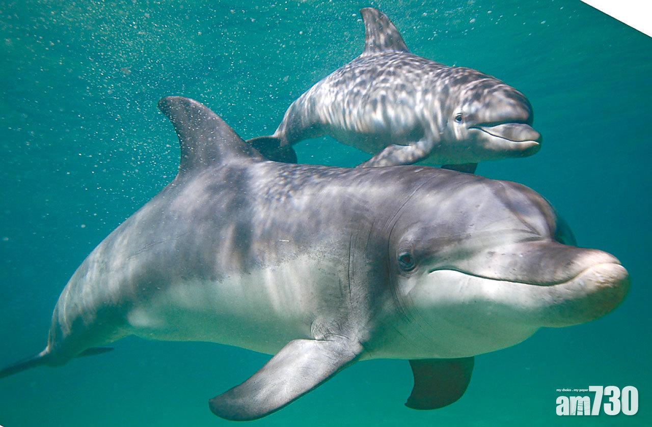 好運氣的話隨時會遇到寬吻海豚母子同游。