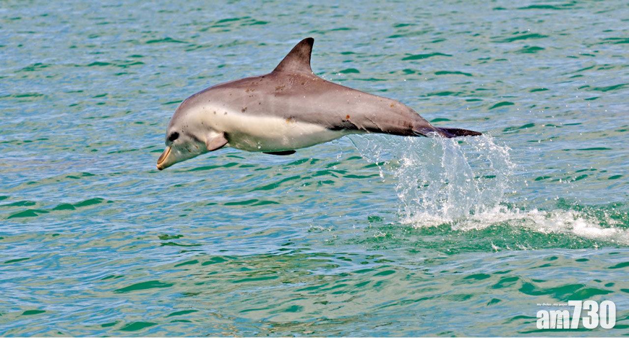 上午觀豚好處是海豚較為活躍,隨時看到牠們跳起一刻。