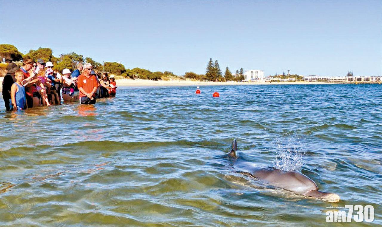 即使站在海邊,也有機會遇上海豚游近。