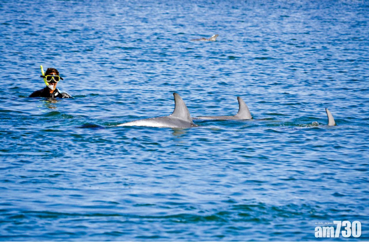 用浮潛方式與一群海豚同游經驗難忘。