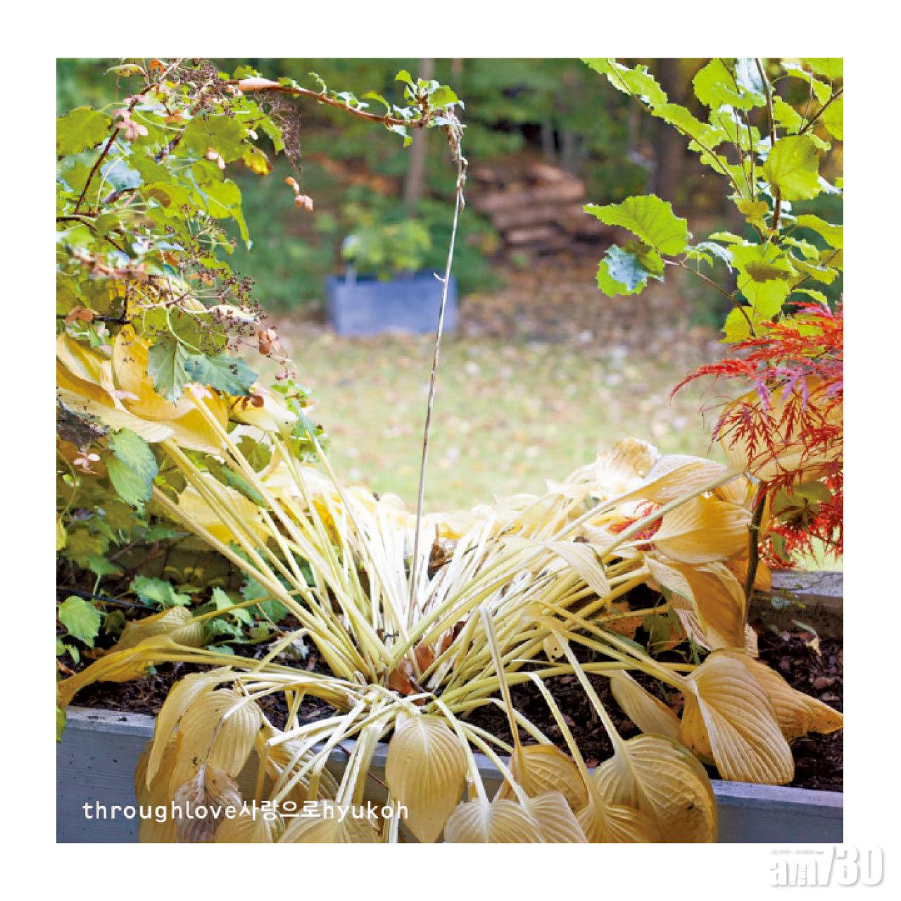 《through love》專程飛往英國著名錄音室——Peter Gabriel的Real World Studio內錄製,在柏林與Hyukoh長期合作的Norman Nitzsche,亦共同參與了錄音與混音。