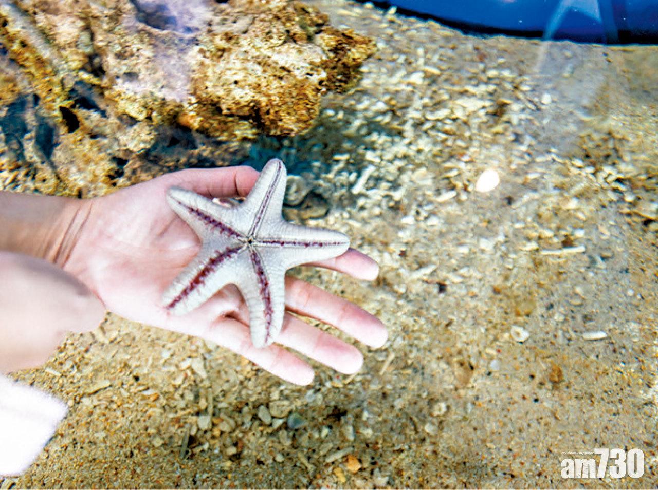 酒店水族館的互動區,讓訪客親手接觸海洋生物。
