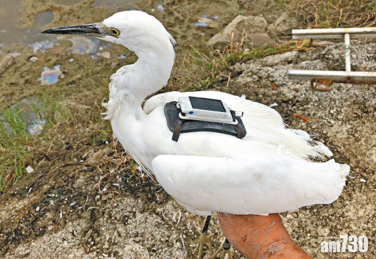 觀鳥會把定位追蹤器裝在小白鷺身上。(觀鳥會提供)