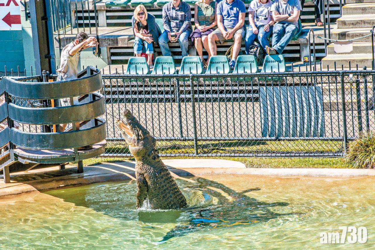 動物園內定時有動物表演,這個鱷魚飛撲環節是焦點節目。