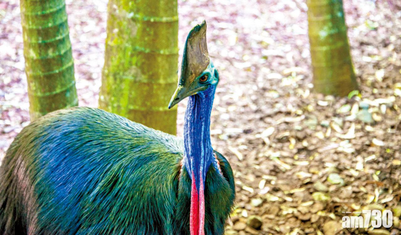 園內有不少珍禽異獸,圖為被喻為世上最兇猛禽類,是又名「食火雞」的鶴鴕。
