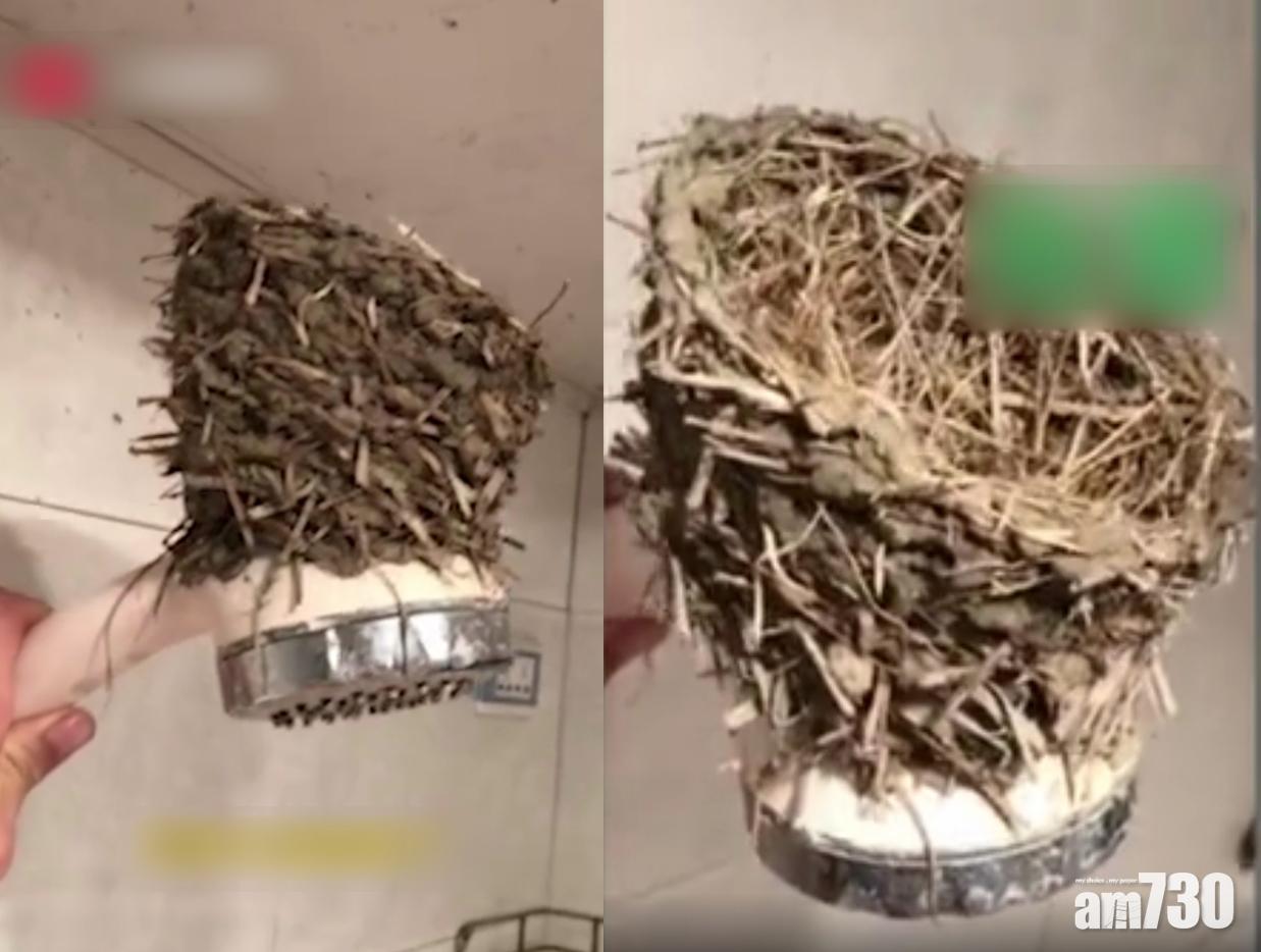 梁男發現浴室花灑頭遭燕子築巢,但巢內沒有燕子或蛋。(互聯網)