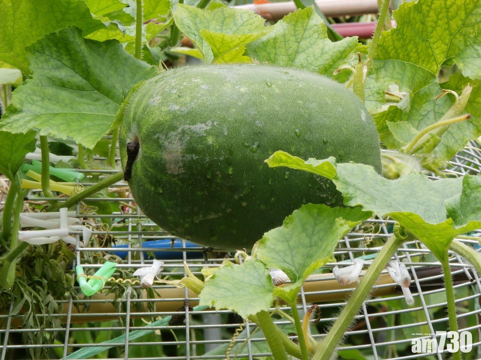 冬瓜全身都是寶,冬肉可以吃,瓜皮、瓜瓤以至瓜子都有藥用效果。(互聯網圖片)