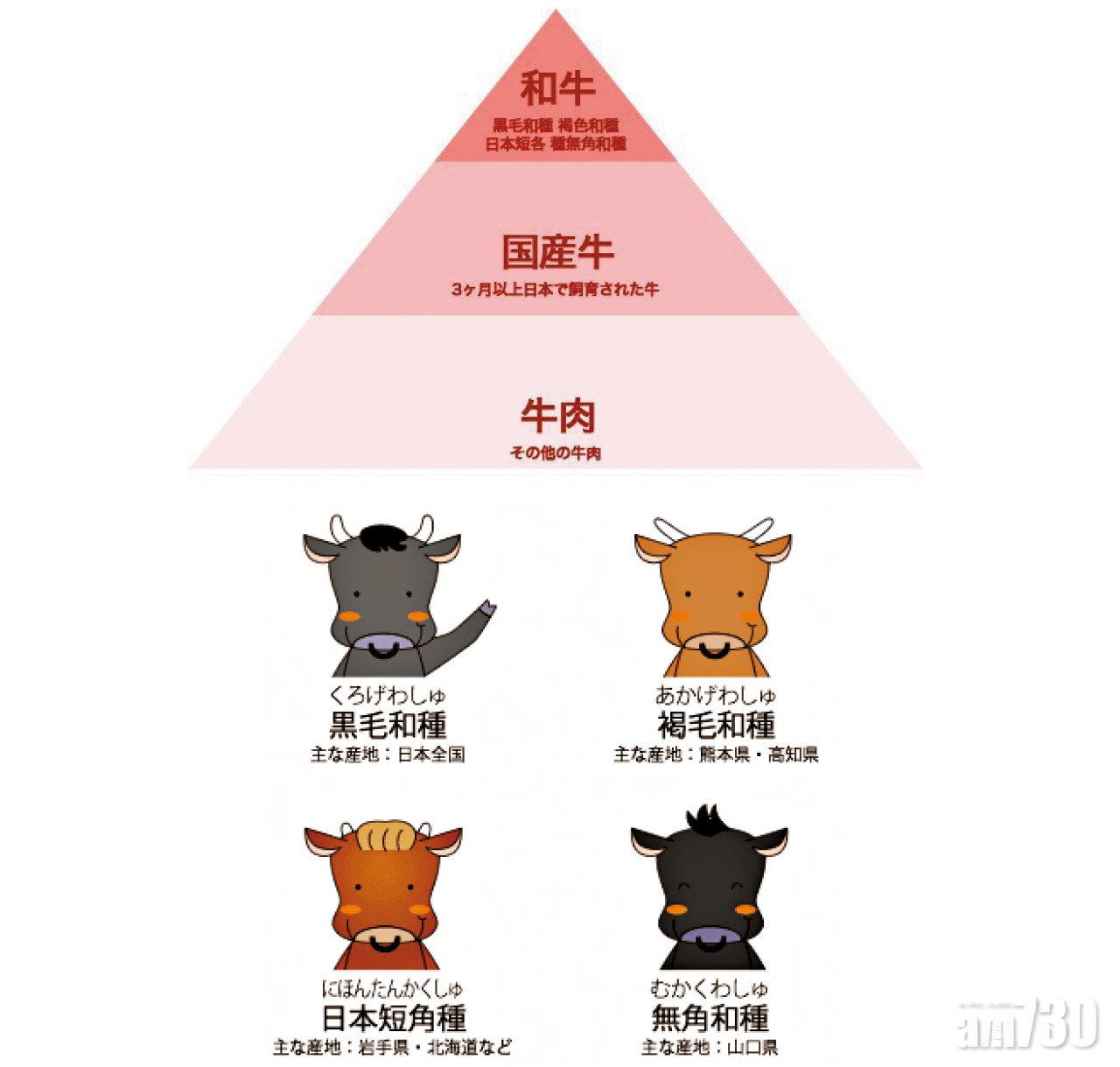 日本可食用牛又有分為「和牛」及「国產牛」,而和牛則為4個食用肉牛品種的統稱。