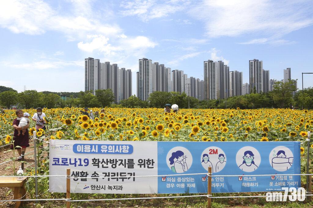 南韓安山市一處向日葵花田設立告示,提醒遊玩民眾注意防疫。(美聯社)