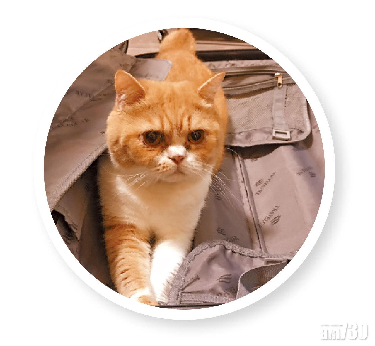 結他他是Fish與前度齊齊養的寵物,分手後,結他他便由Fish照顧。