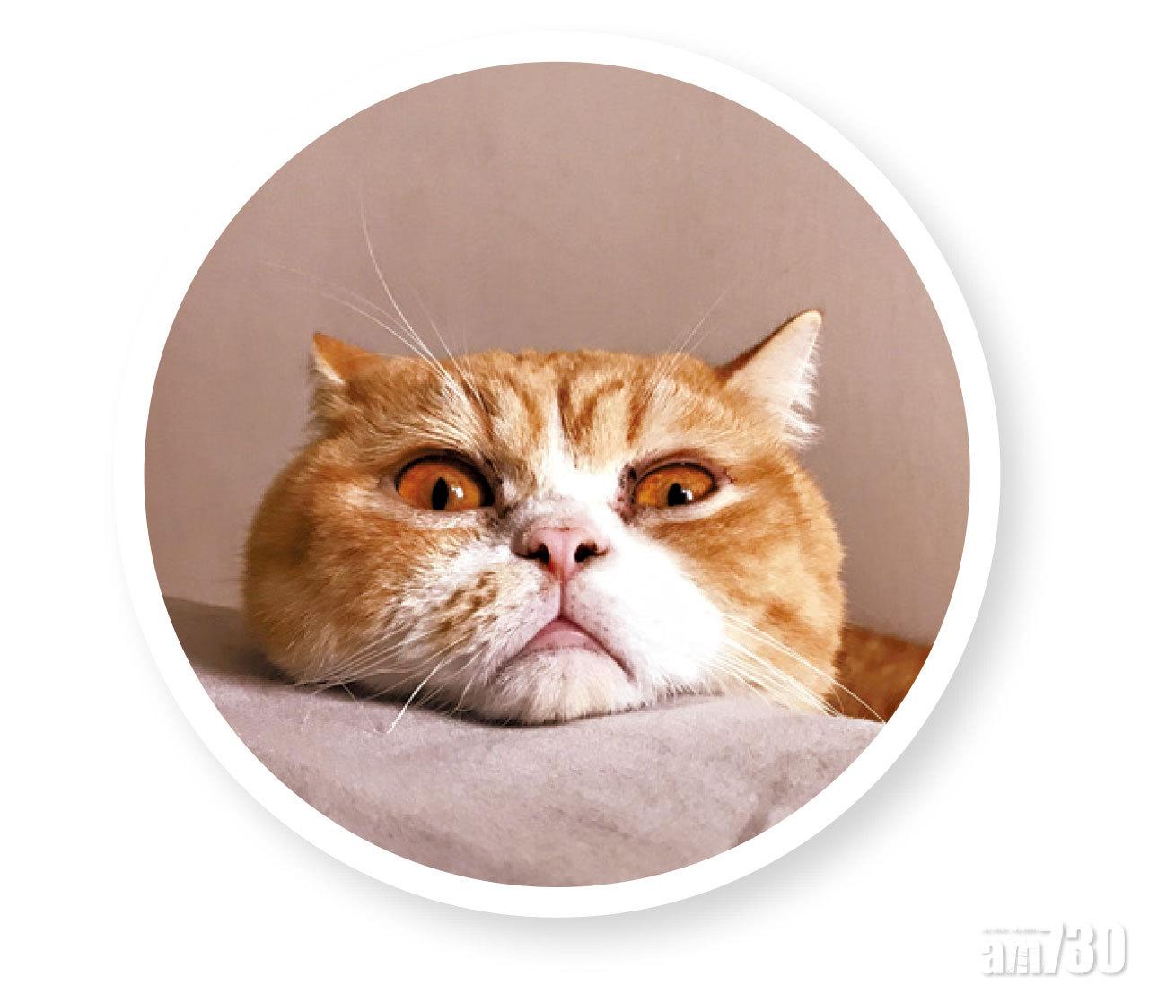 結他他今年5歲,是隻英國短毛混異國短毛的貓咪。