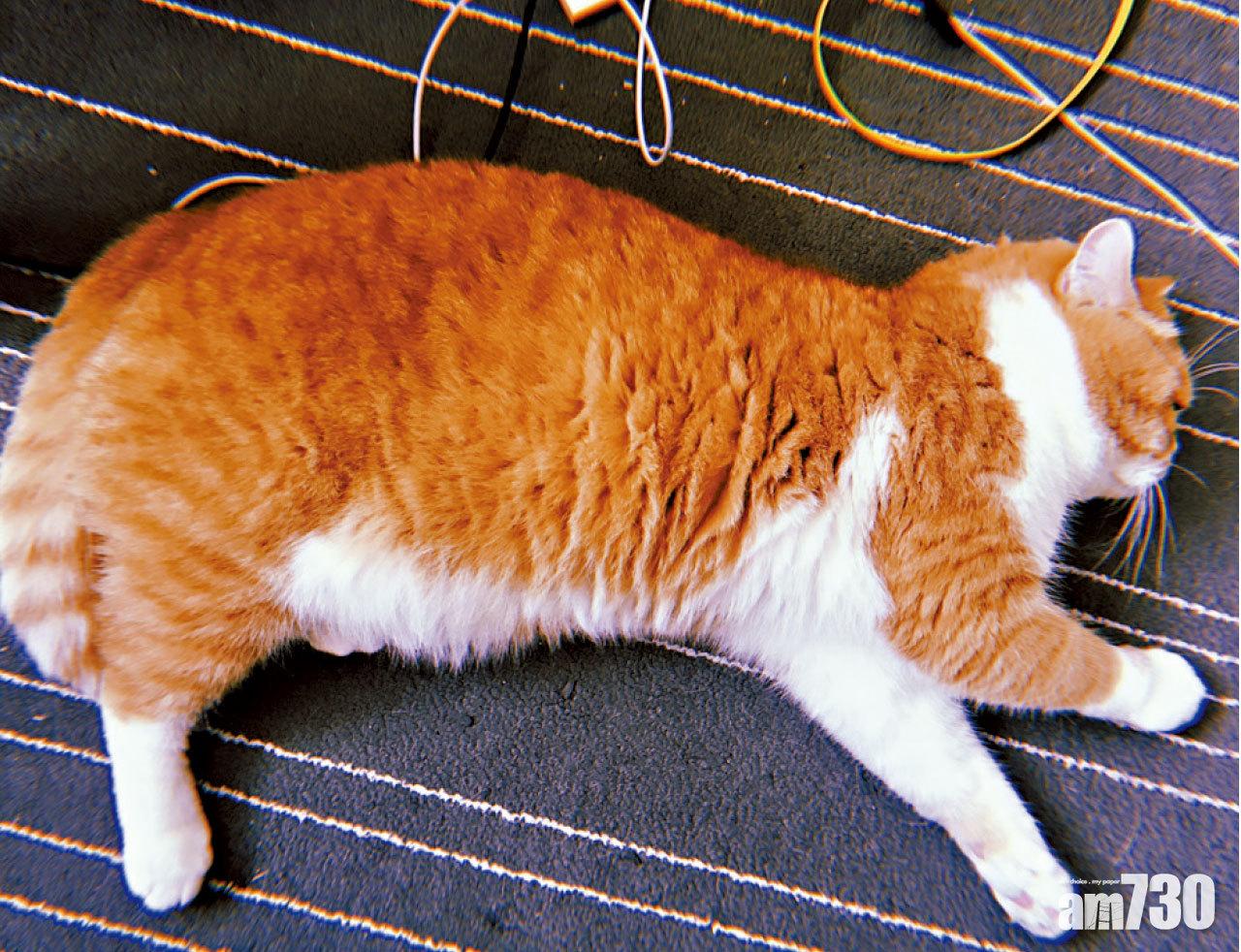 結他他性格比較慢熱,害羞又容易緊張,但是牠是隻十分友善,沒什麼脾氣的貓咪。