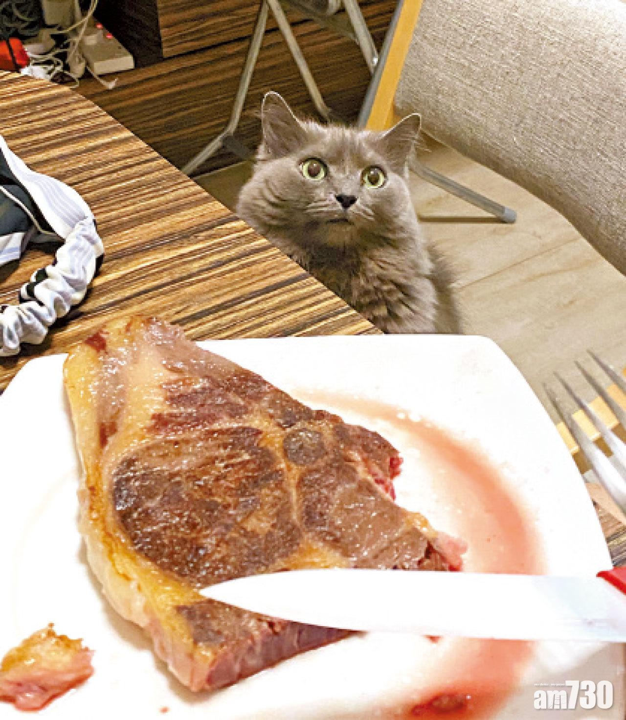 Ashe很喜歡食肉,次次見到Emily與男朋友食肉,就會不停叫討吃。
