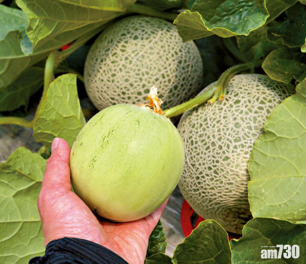 青色的是未長大的蜜瓜BB,當地人會做成醃菜,口感爽脆。