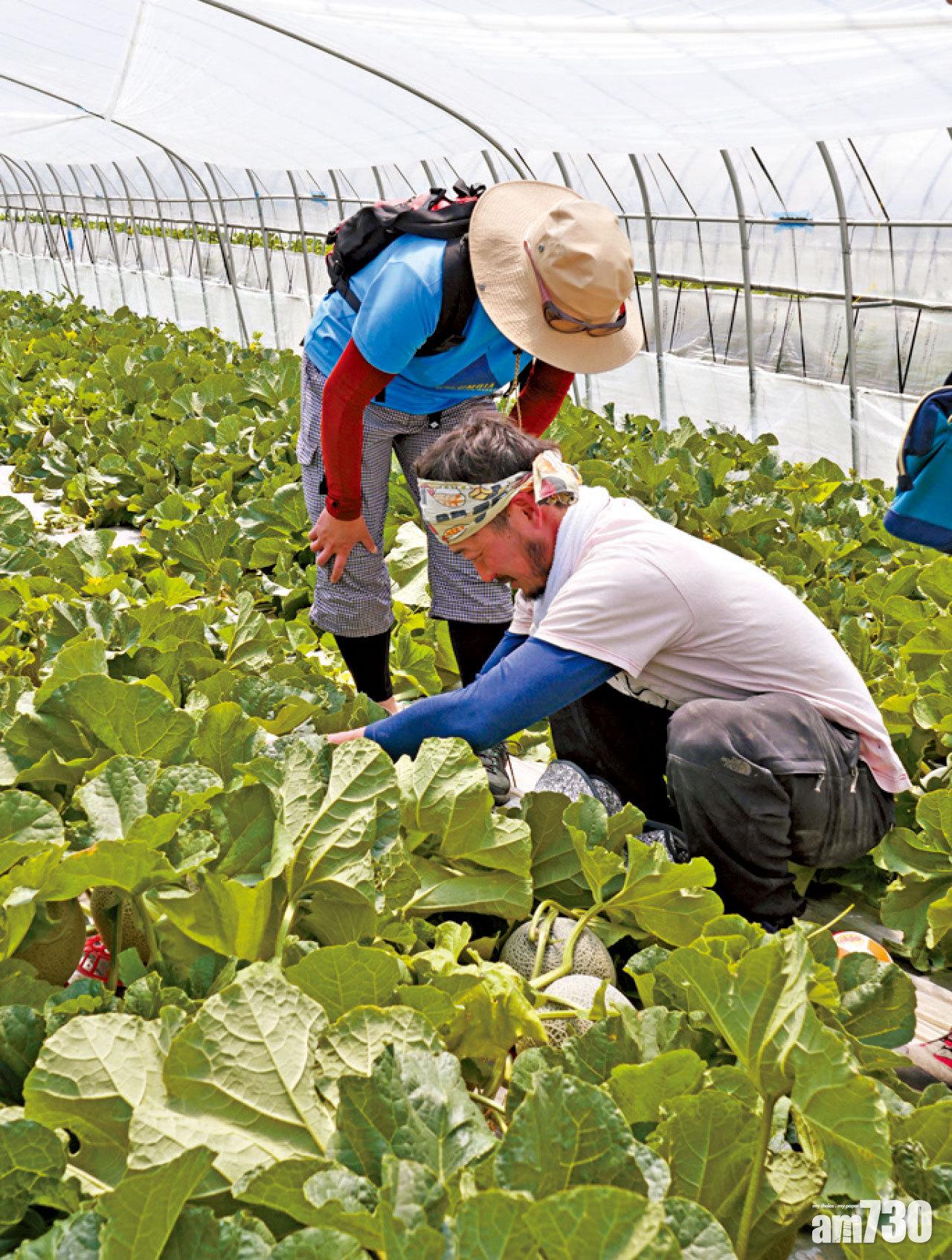參加採蜜瓜導賞團,聽園主介紹蜜瓜的種種知識,還可親手採摘。