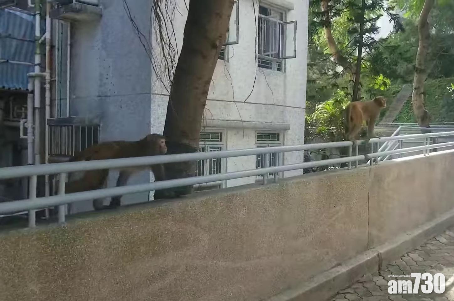 猴子在欄杆爬行。(網民Hung Chan@FB群組「黃大仙區友(黃大仙,新蒲崗,鑽石山,慈雲山......)」