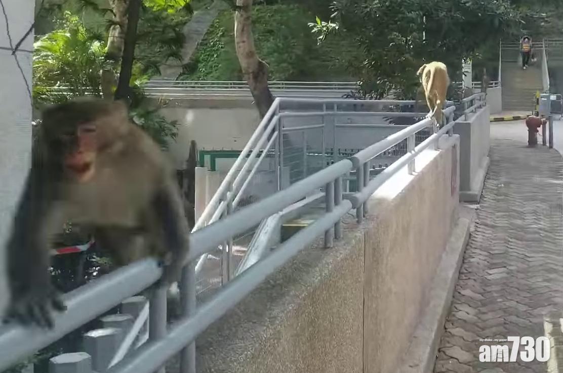 其中一隻猴子突回頭撲向拍片者。(網民Hung Chan@FB群組「黃大仙區友(黃大仙,新蒲崗,鑽石山,慈雲山......)」