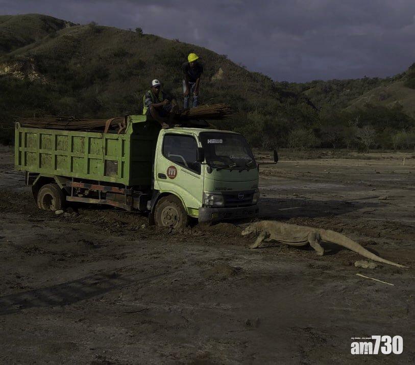 科莫多巨蜥擋在建築卡車前。(互聯網)