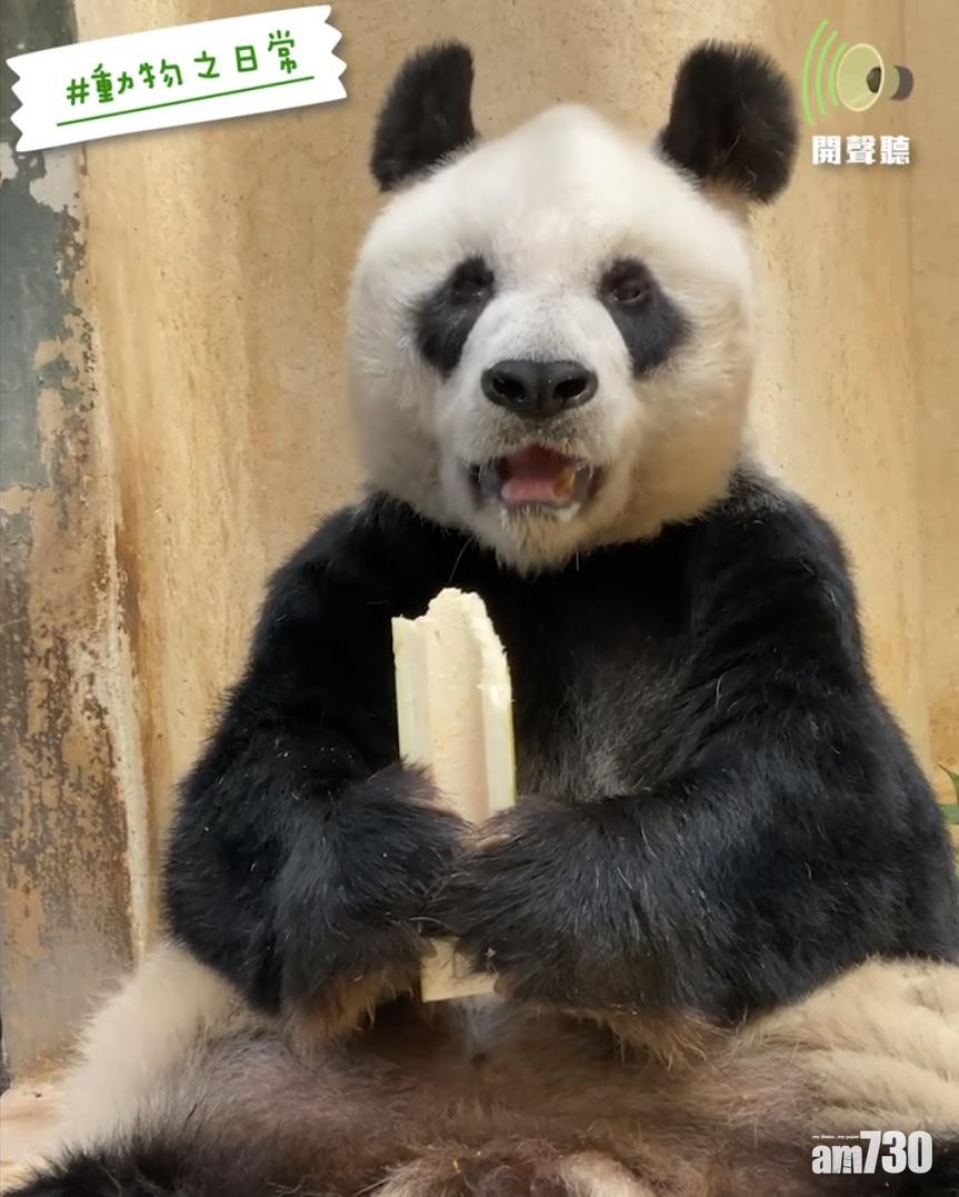 安安食竹荀食到「Jap Jap」聲。(海洋公園Facebook)