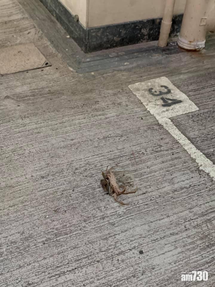 美孚新邨發生有蟹墮樓慘劇。(網民Patrick Yeung@FB群組「Mei Foo 美孚」)