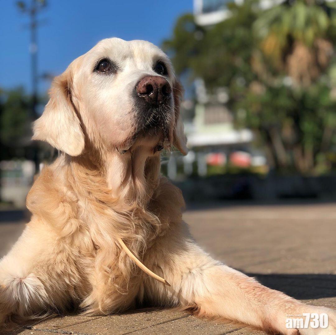 李旻芳堅持帶老犬外出散步。