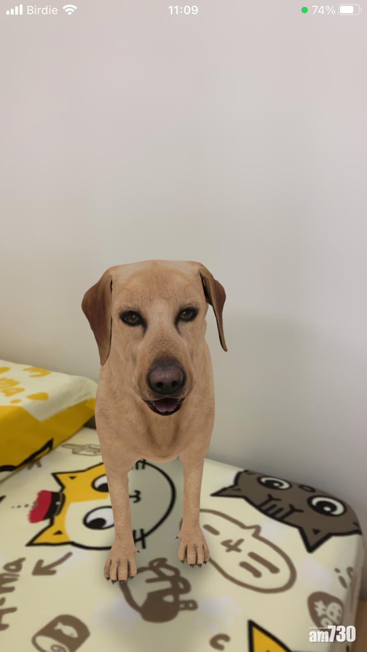 第二代iPhone SE輸入Labrador retriever,可使用Google AR。
