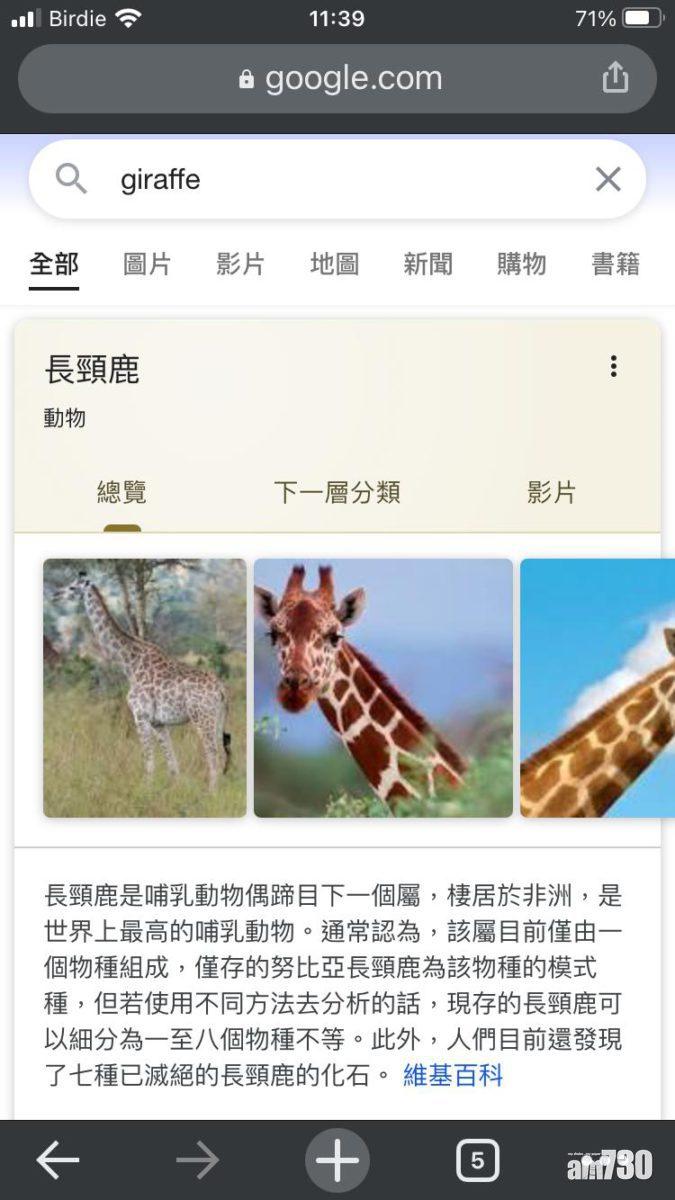 第二代iPhone SE輸入Giraffe未有如期顯示結果。
