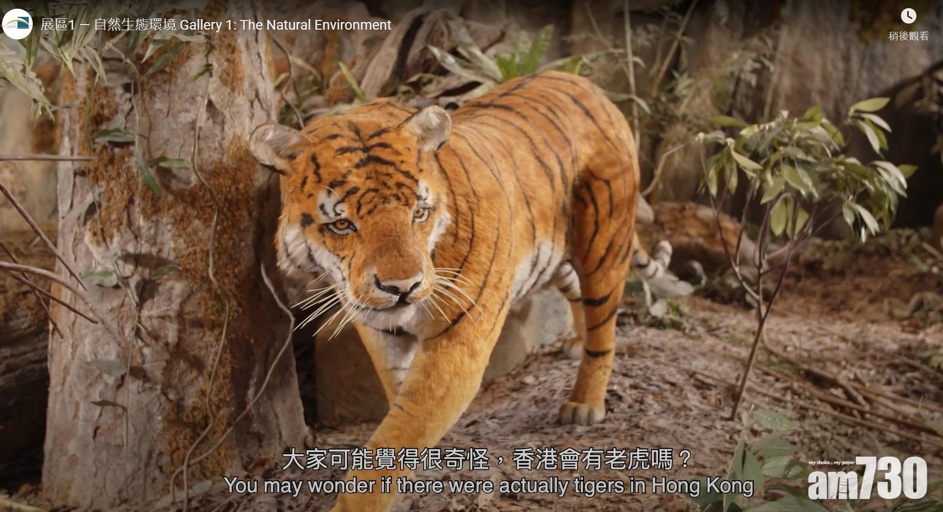 丁新豹指,香港過往確出現老虎。