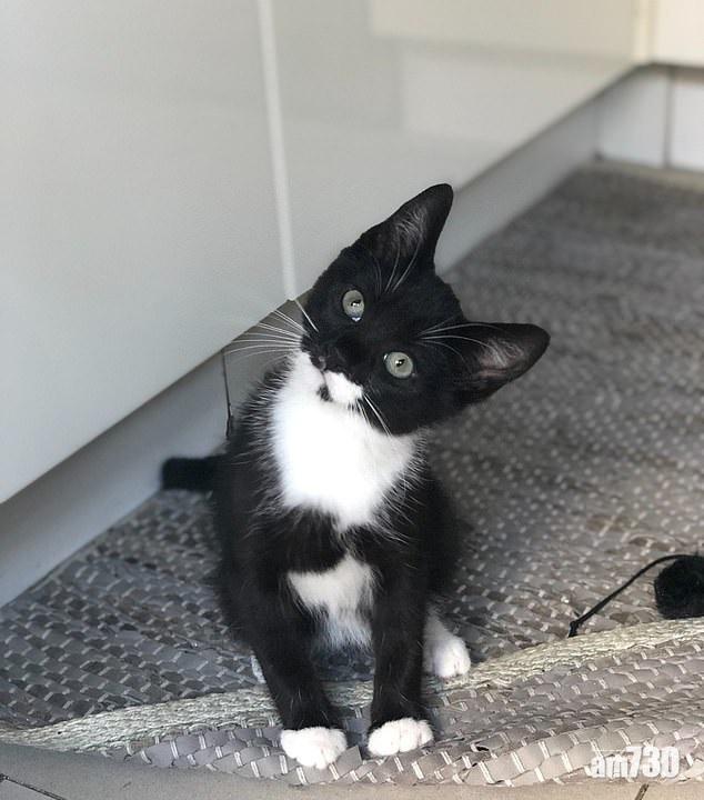 主人稱,Billy係好奇寶寶。(互聯網)