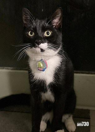 鄰居將紙仔塞入Billy頸圈上的膠套內。(互聯網)