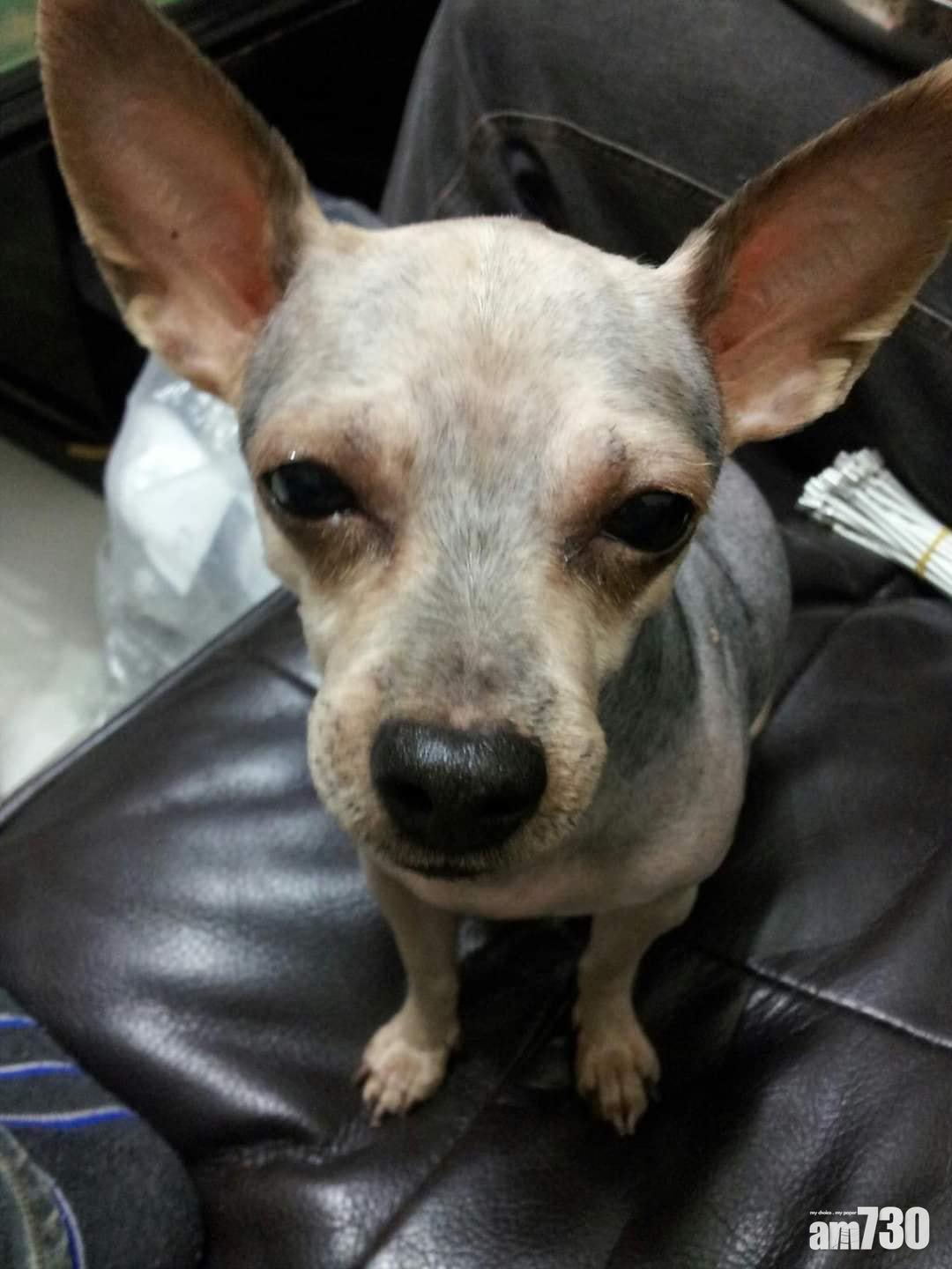 網民:狗狗眼神已死。(Fb抱怨2公社圖片)