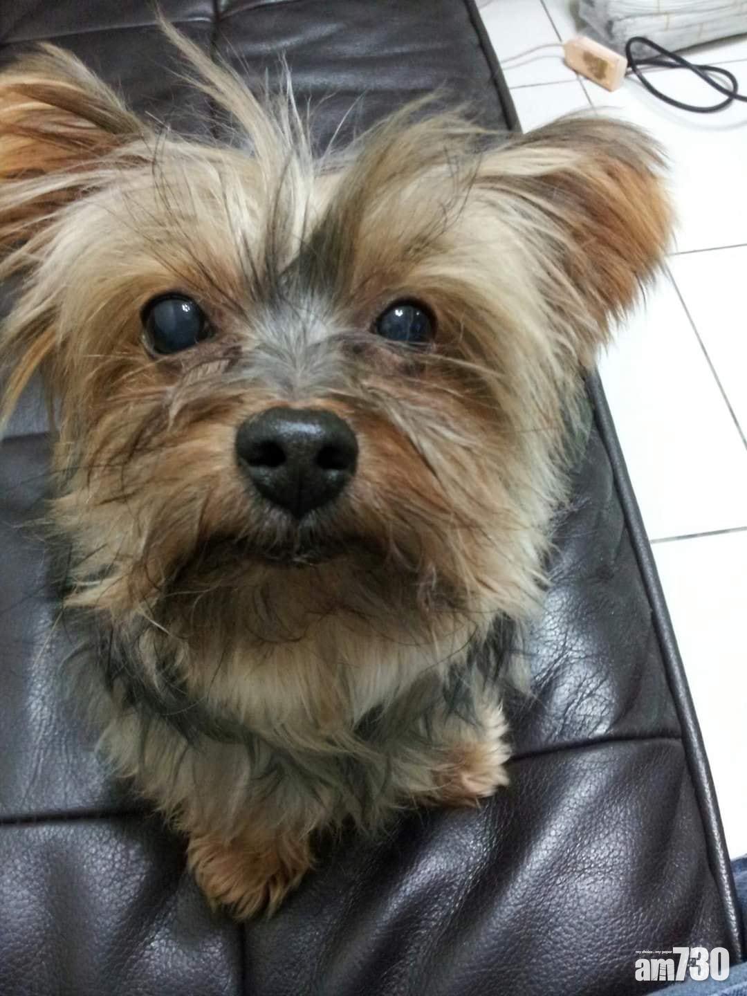 狗狗還未變身成吉娃娃前的樣子。(Fb抱怨2公社圖片)