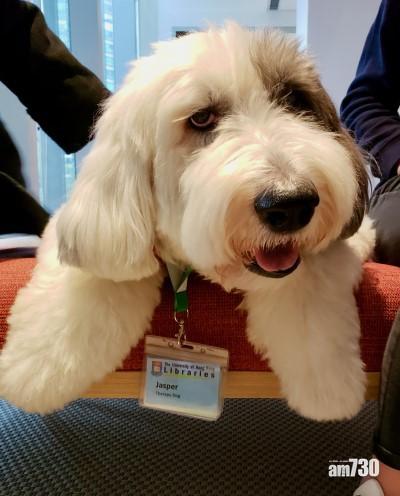 港大圖書館首隻駐校治療犬Jasper逝世。(港大圖書館提供)