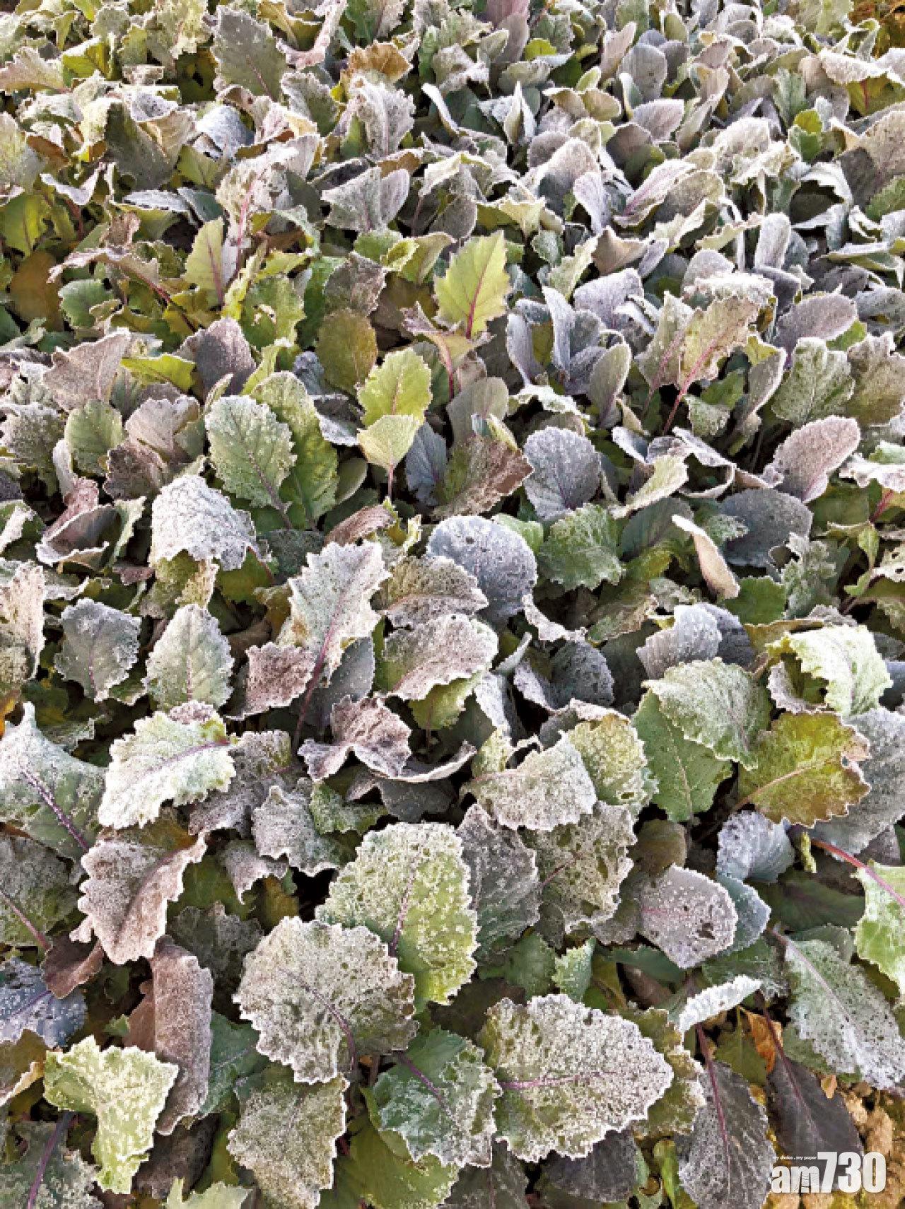 新界有農作物結霜。(天文台FB)