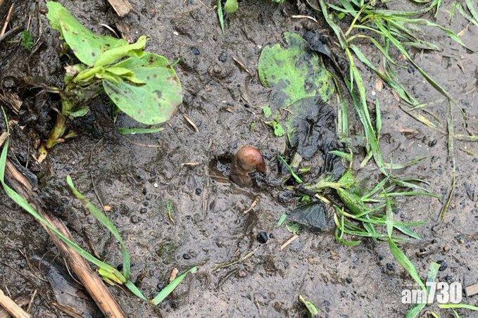 驟眼看真的十分像腳趾。(《每日郵報》圖片)