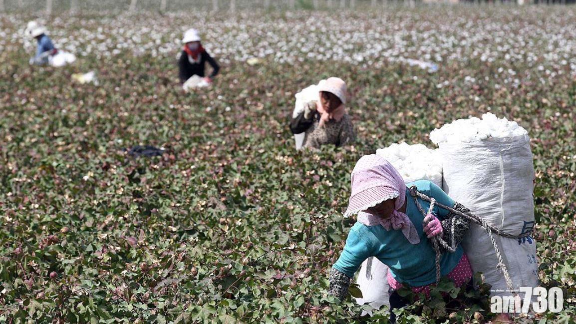美國即日起禁進口新疆棉花及蕃茄產品。(資料圖片)