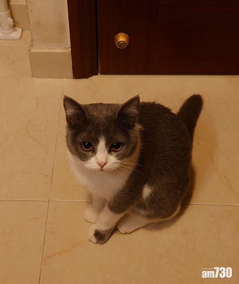 毛孩天地|貓奴驚悉主子懂聽廣東話英文 網民歎:仲識得揀嚟聽𠻹