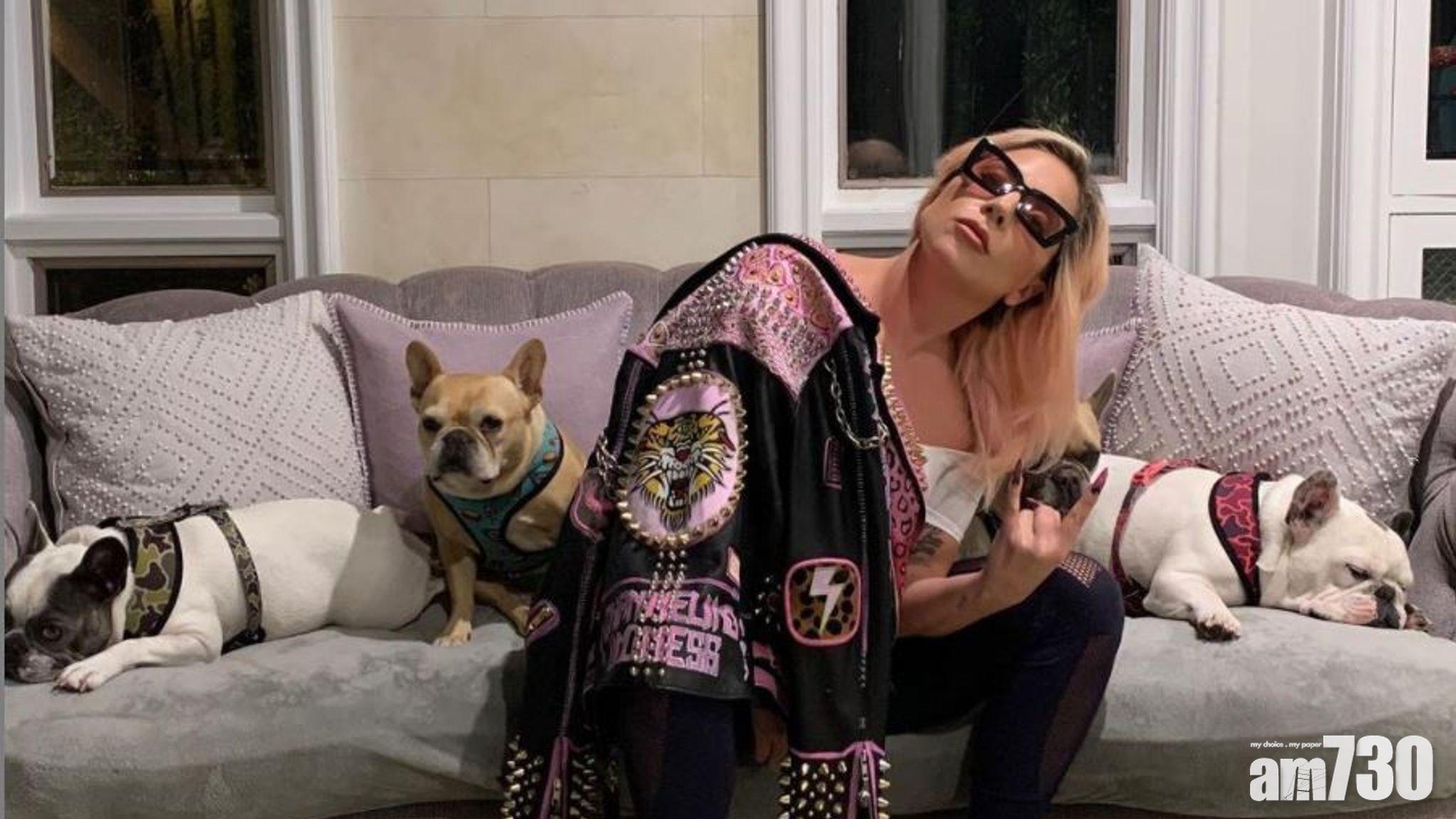 Lady Gaga兩愛犬被搶懸紅50萬美元尋犬,照顧員遭槍傷。(Lady Gaga圖片)
