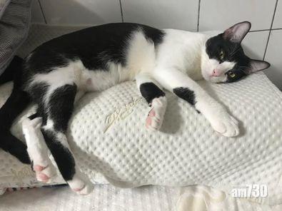 (Yuyu手作小物 @FB)